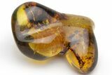 Polished Chiapas Amber ( g) - Mexico #237390-1